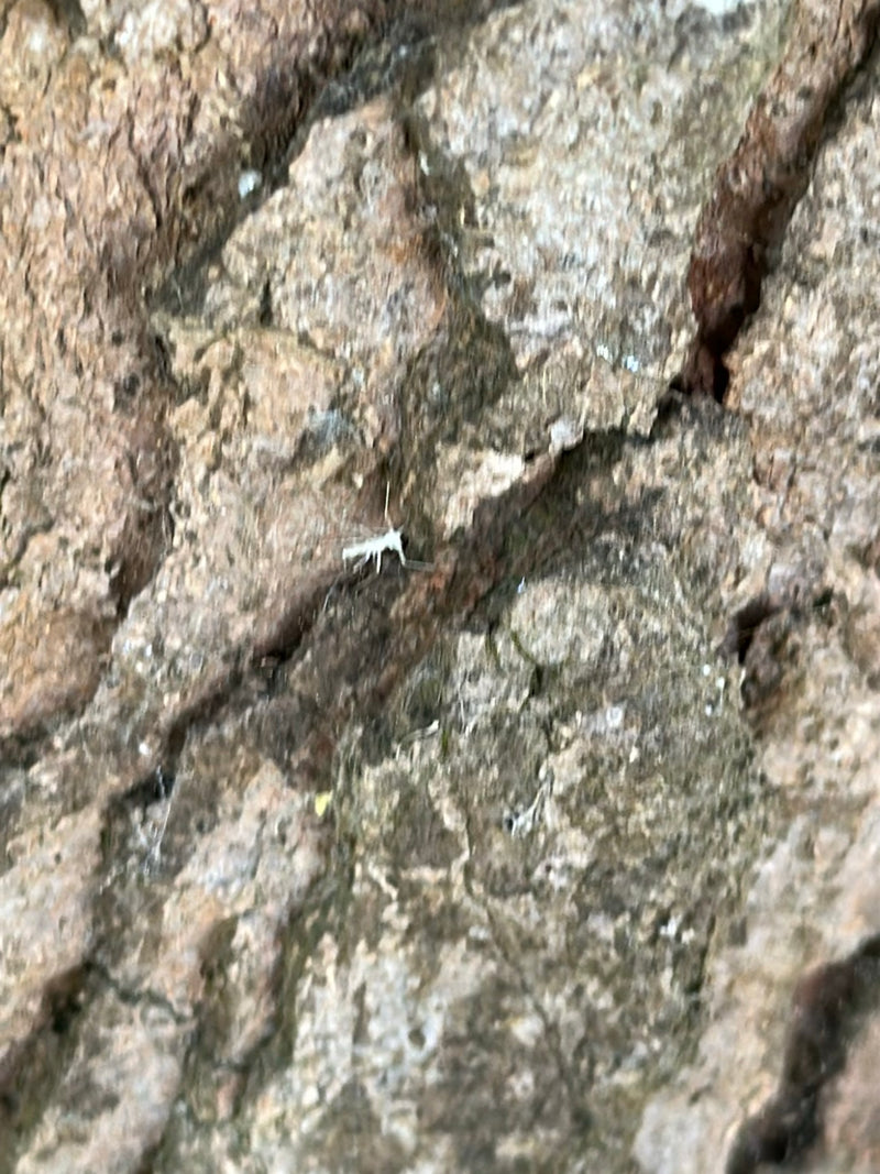 Un petit psoque est assis sur une écorce d'arbre rugueuse. L'insecte est difficile à reconnaître en raison de sa petite taille.