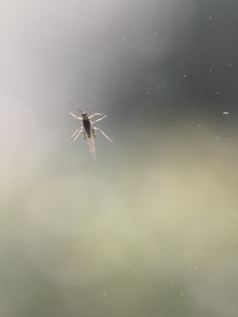 Un psoque solitaire est posé sur une surface claire et légèrement sale, vu du dessus. Le petit insecte est bien visible.