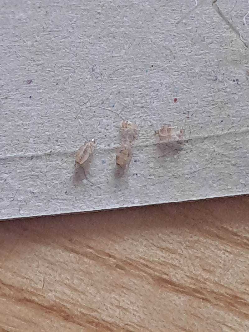Trois petits poux de livre du genre Liposcelis reposent sur du carton clair. Ils restent immobiles sur la surface texturée.