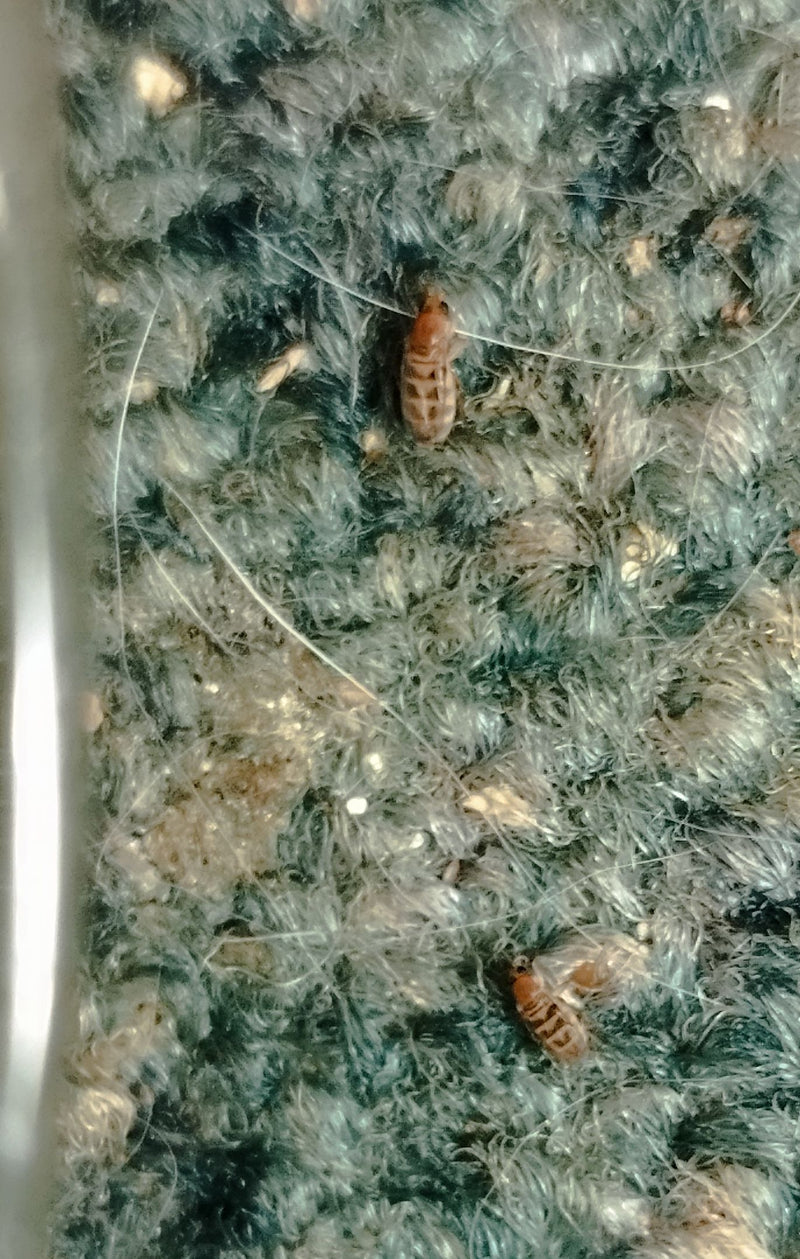 Deux petits poux des livres rampent sur une surface texturée parmi des fils et des poils. Les insectes sont bien visibles et montrent leur forme corporelle t...