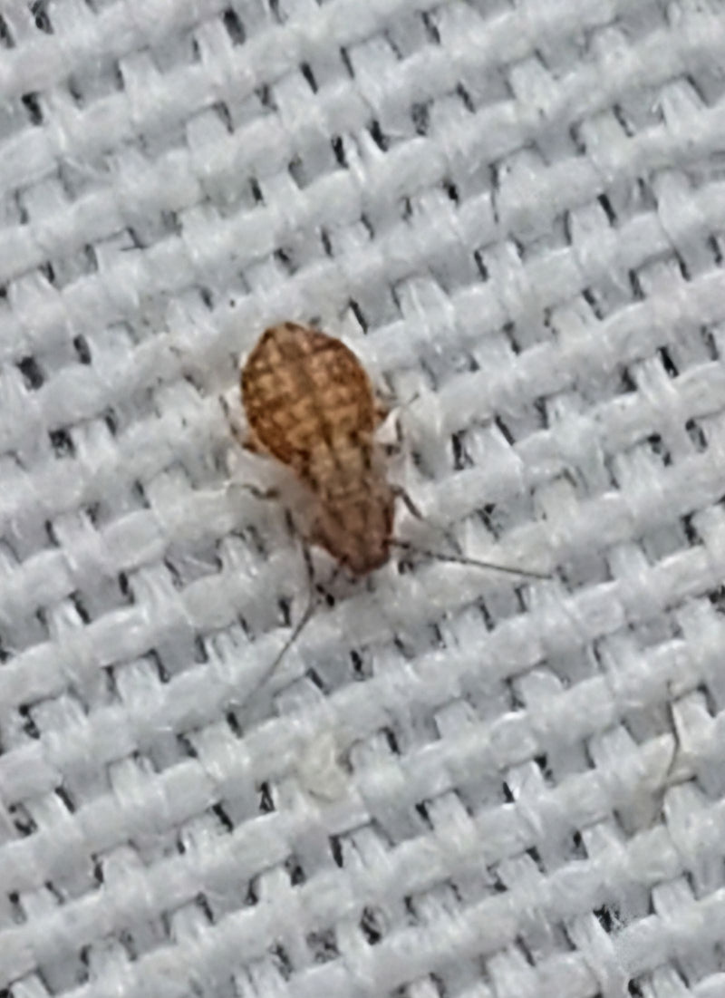 Pou de poussière (genre Lepinotus) — Bild 1