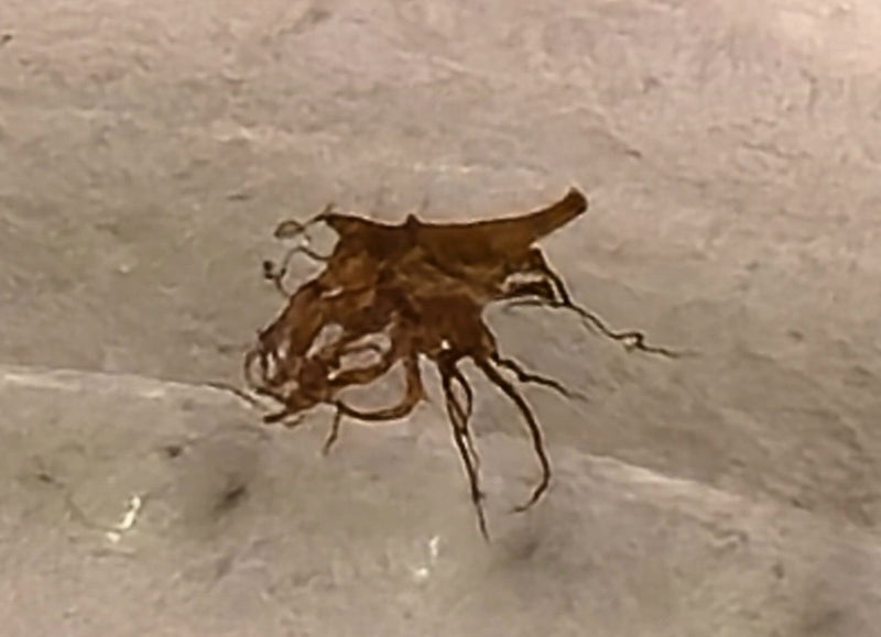 punaise prédatrice — Bild 2
