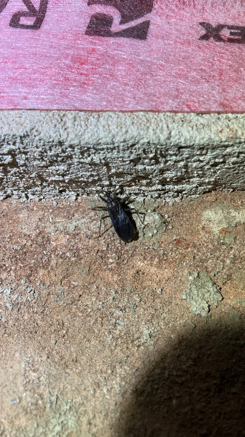 Une réduve se trouve sur le sol sablonneux devant un mur clair. L'insecte est clairement visible photographié par le dessus.