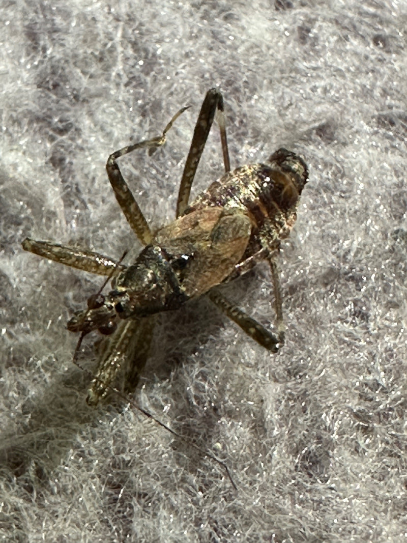 La photo montre une réduve masquée reposant sur un tapis gris. La vue de dessus montre clairement l'insecte avec ses caractéristiques typiques.