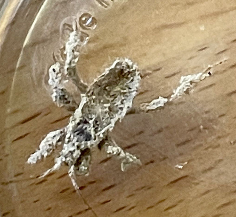 Une nymphe de reduve camouflée de poussière est assise sur du bois. L'insecte est bien visible en vue de dessus.
