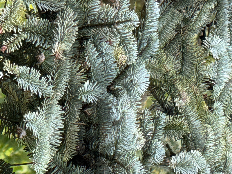 Branches denses d'un épicéa bleu avec des aiguilles bleu argenté en gros plan.