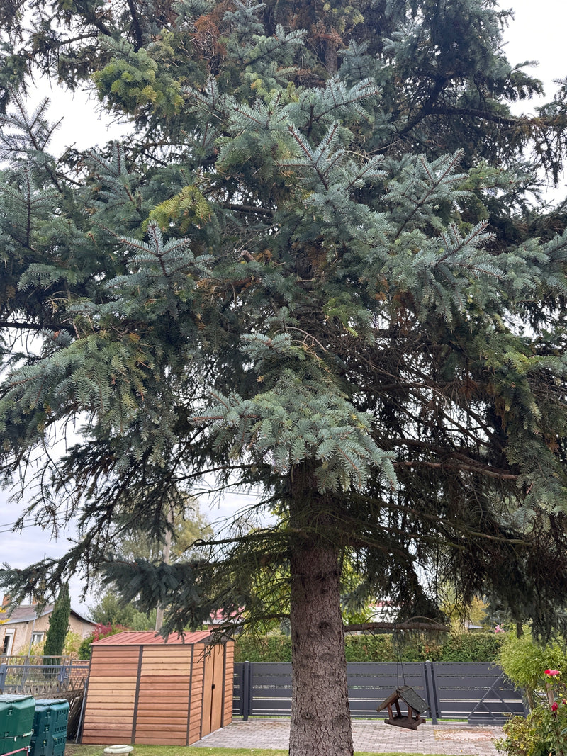 Un épicéa bleu mature avec des aiguilles vert-bleu se dresse dans un jardin résidentiel devant un abri et une clôture.