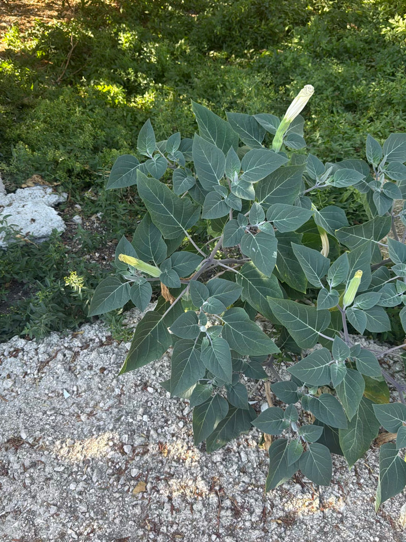Datura commun — photo 2 sur 9