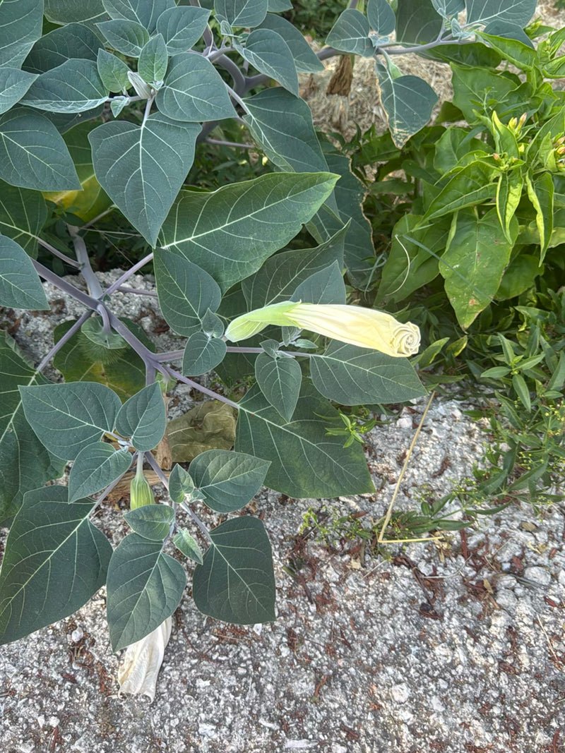 Datura commun — photo 3 sur 9