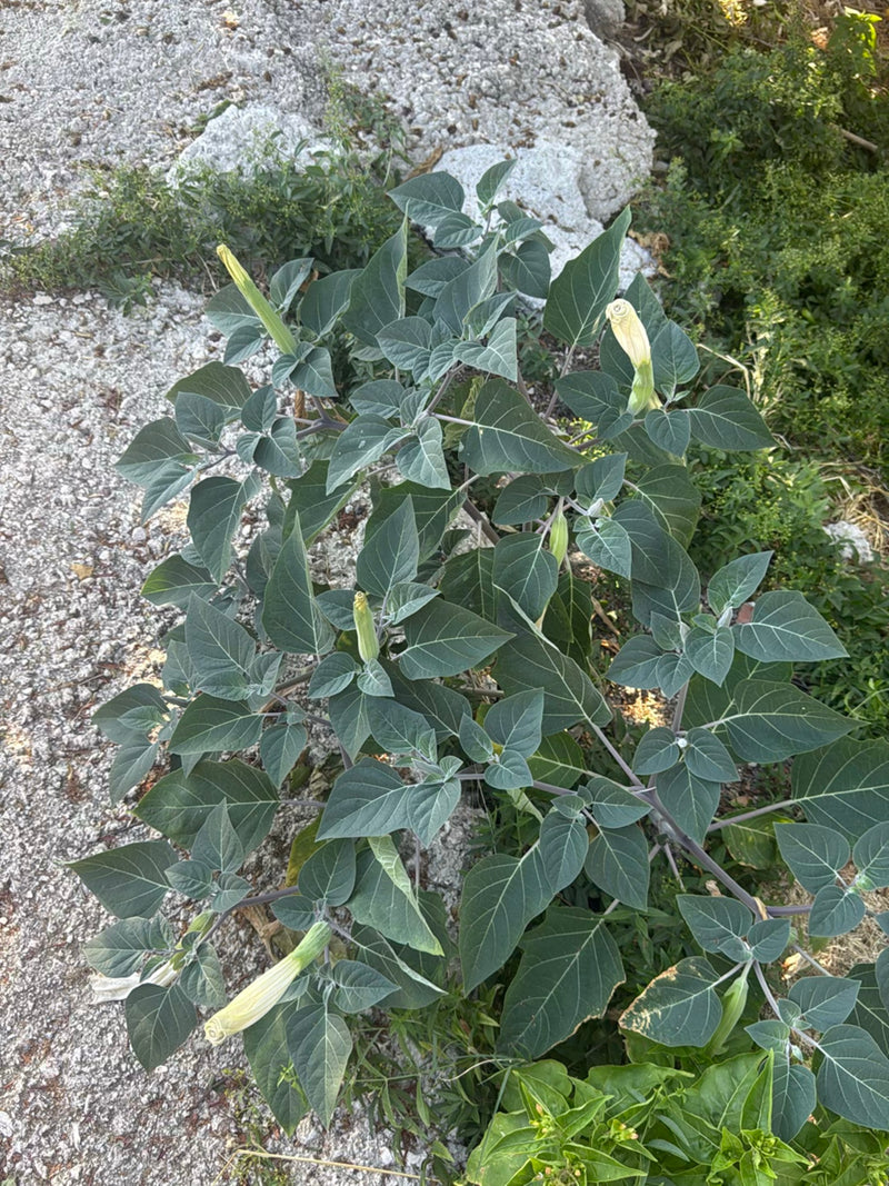 Datura commun — photo 1 sur 9