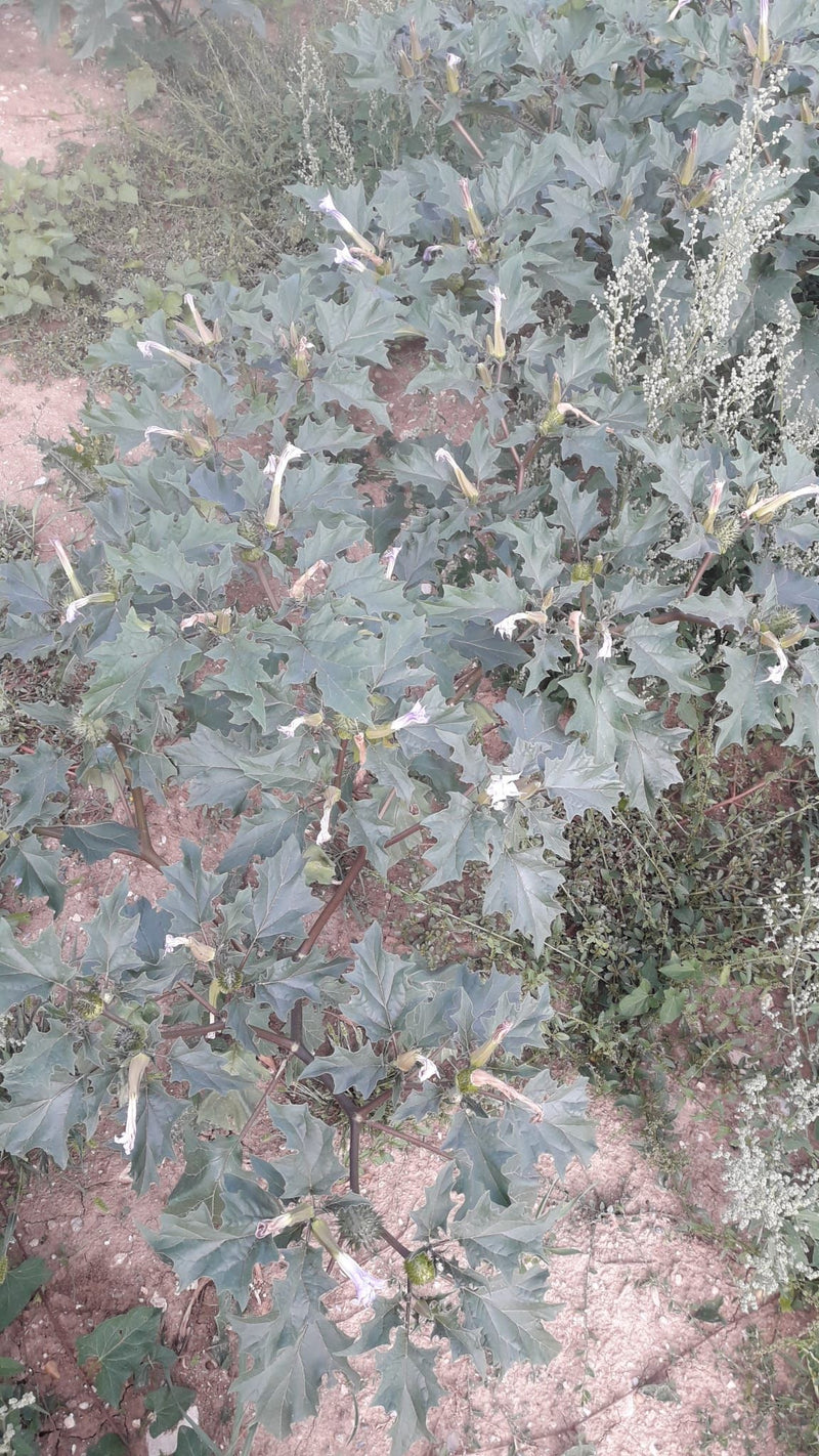 Datura commun — photo 5 sur 9