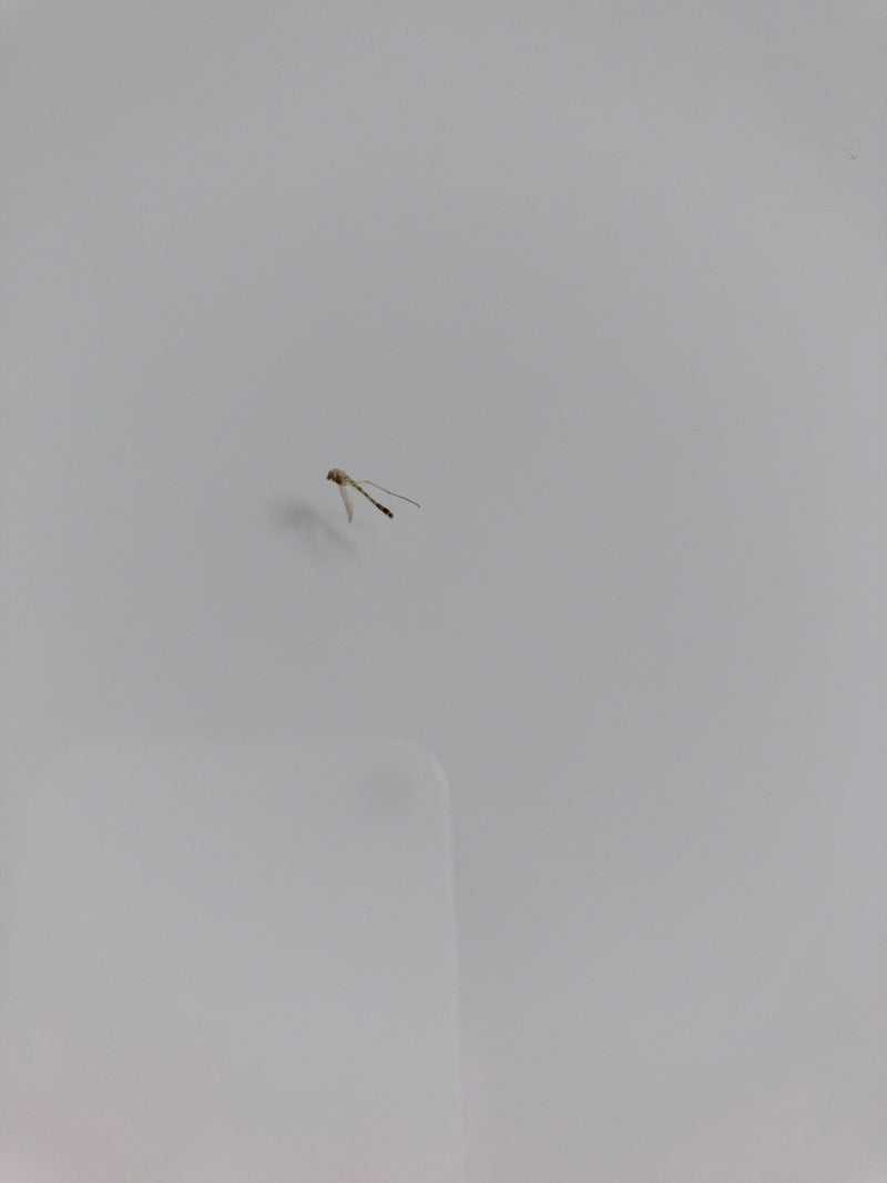 L'image montre un moustique posé sur un mur clair. L'insecte apparaît relativement petit par rapport au cadre.
