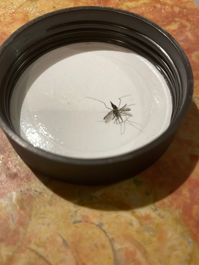 L'image montre un moustique allongé à l'intérieur d'un bouchon à vis blanc. Ses pattes élancées et sa morphologie typique sont bien visibles.