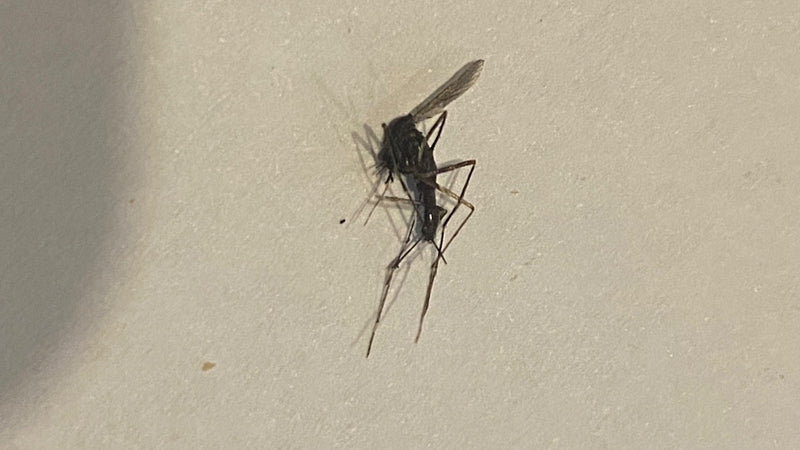 L'image montre un moustique posé sur un mur de couleur claire. L'insecte présente ses longues pattes caractéristiques et sa structure corporelle élancée.