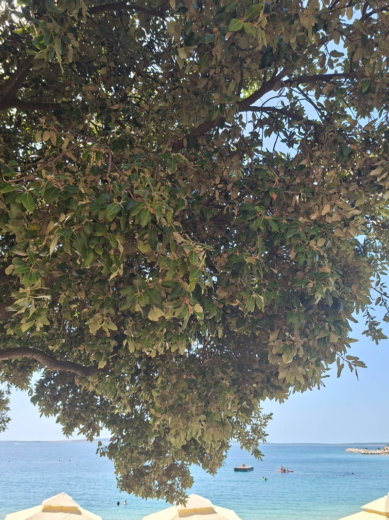 Chêne vert — photo 2 sur 3