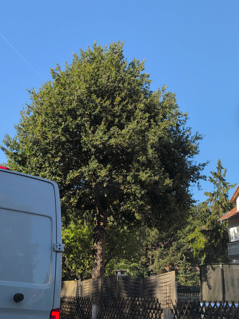 Un grand chêne vert avec un houppier dense et arrondi derrière une clôture en bois sous un ciel dégagé.