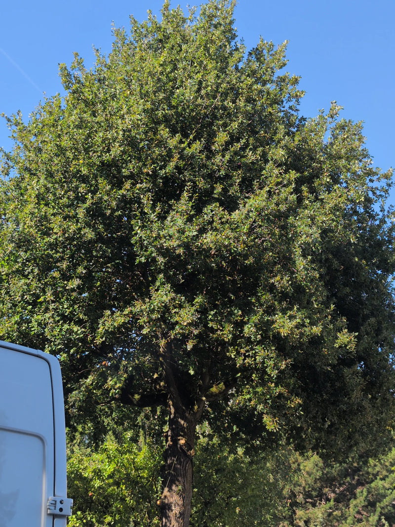 On observe un grand arbre à la couronne verte et dense, avec un tronc visible sur fond de ciel bleu.