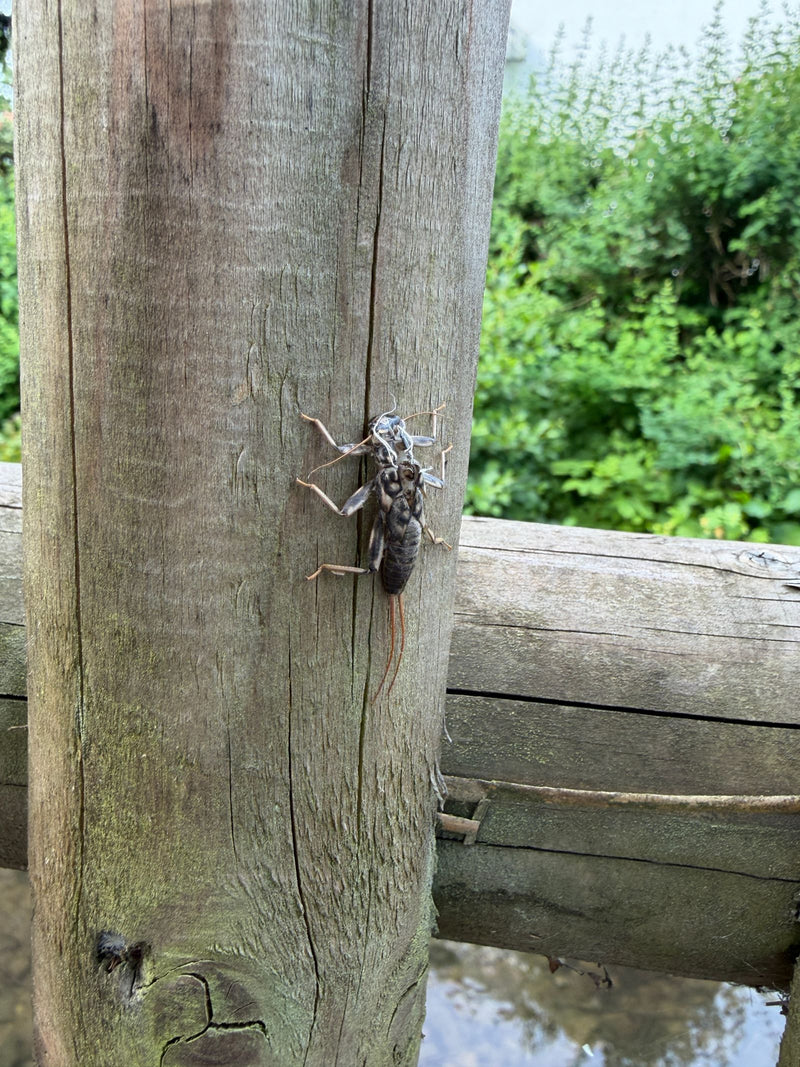 Mouche de pierre — Bild 1