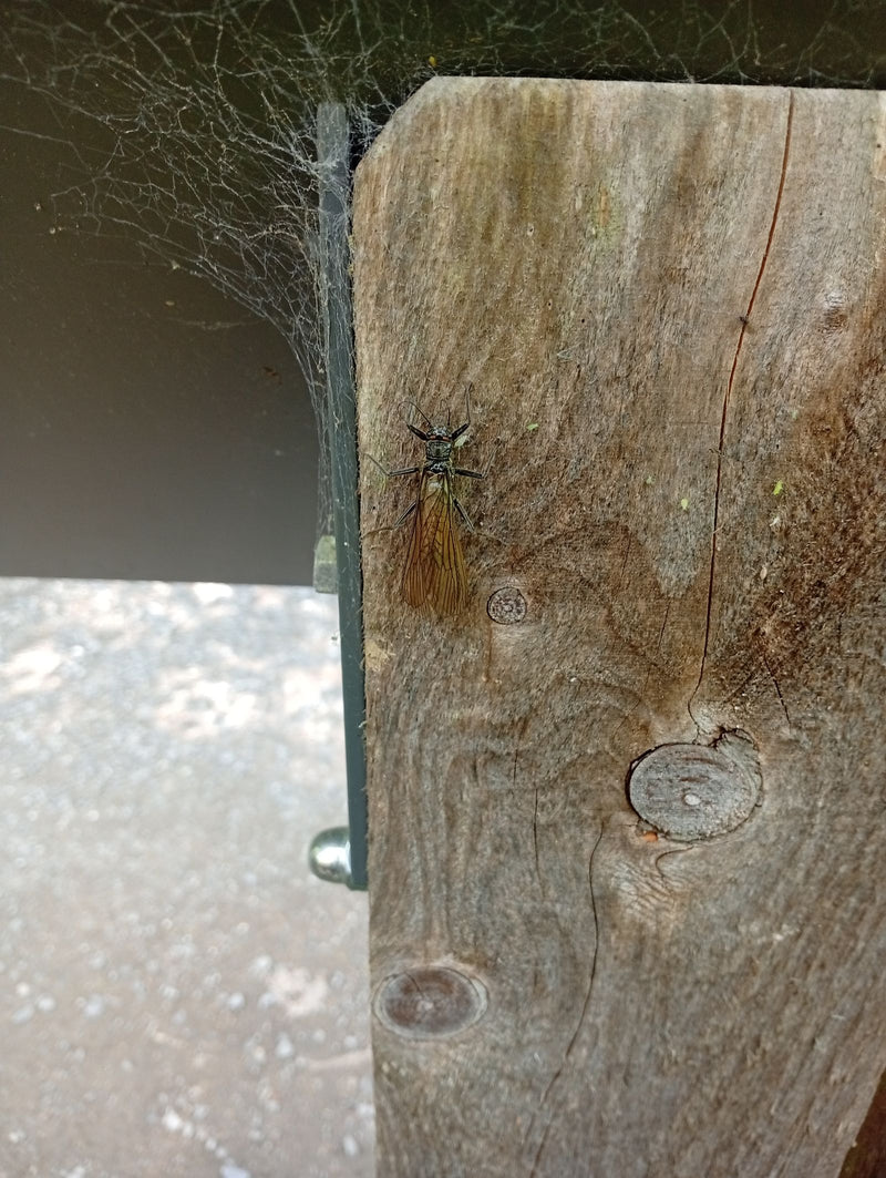 Mouche de pierre — Bild 1