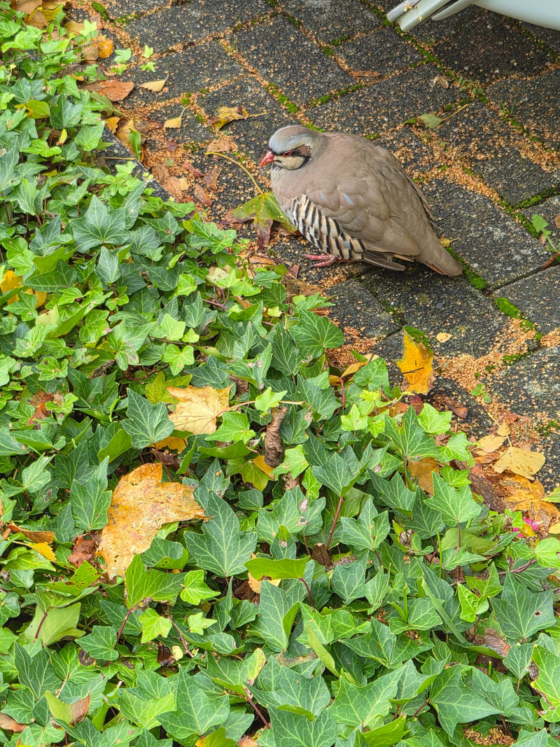 Steinhuhn — photo 1 sur 1