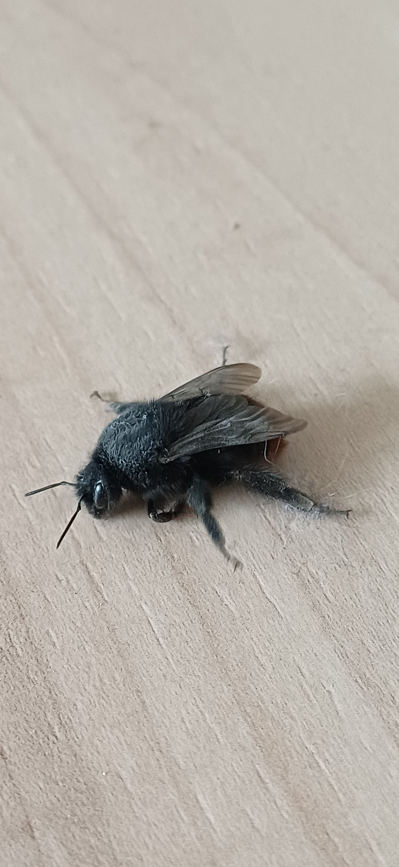 Bourdon de pierre — Bild 1