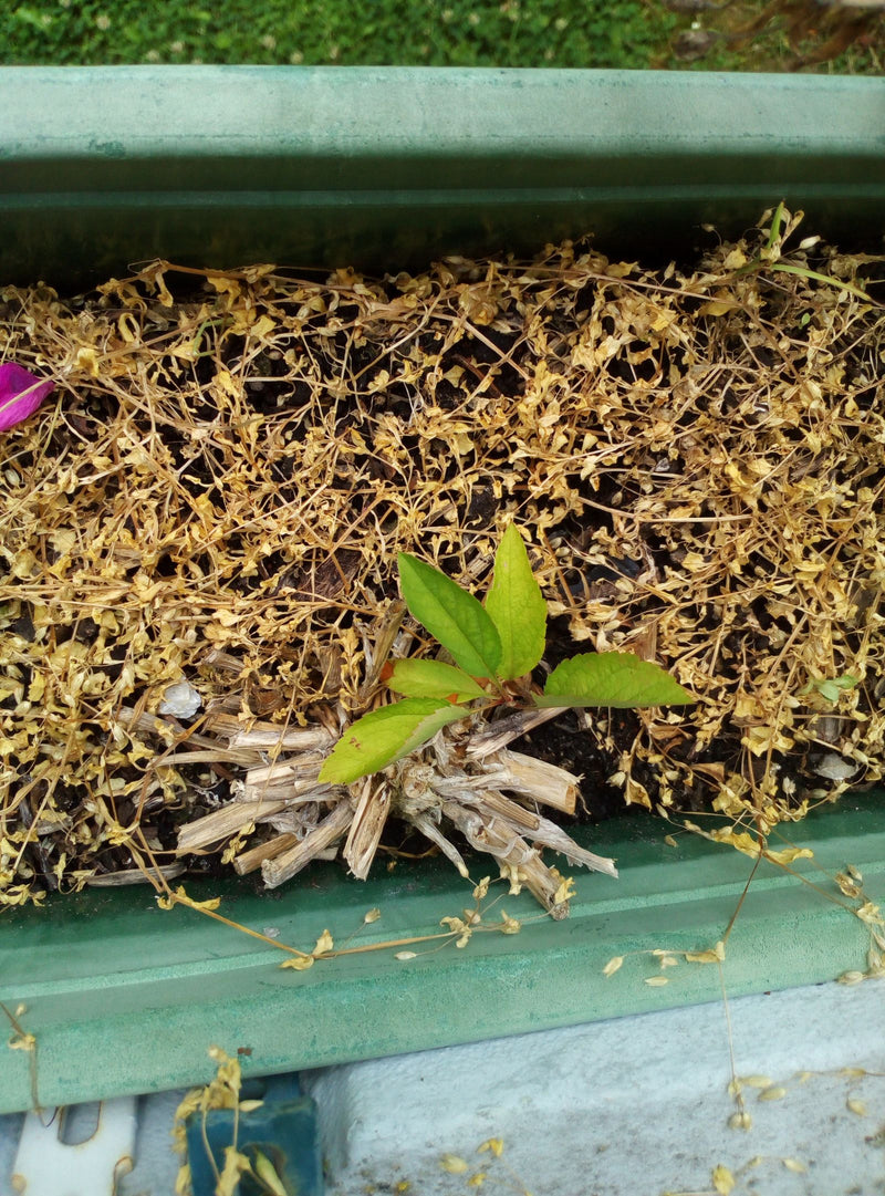 Arbre fruitier à noyau (genre) — Bild 2