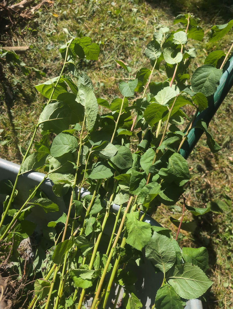 Plusieurs branches fraîchement coupées avec des feuilles vertes reposent dans une brouette. Les parties de la plante sont bien visibles.