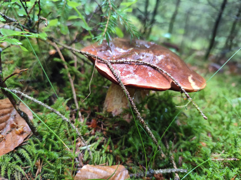 Champignons cèpes — Bild 1