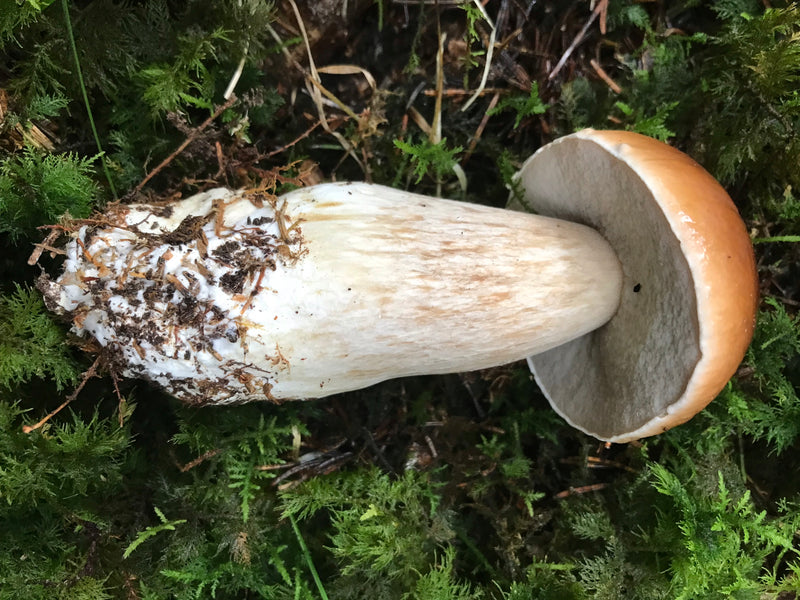 Champignons cèpes — photo 1 sur 21