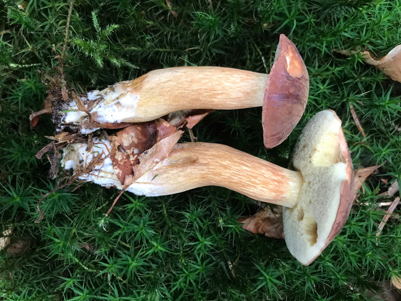 Champignons cèpes — photo 5 sur 21