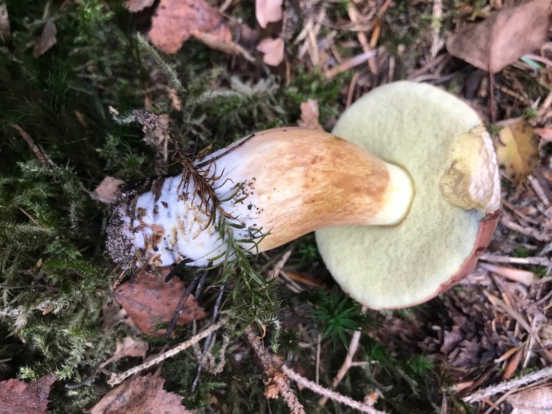 Champignons cèpes — photo 2 sur 21