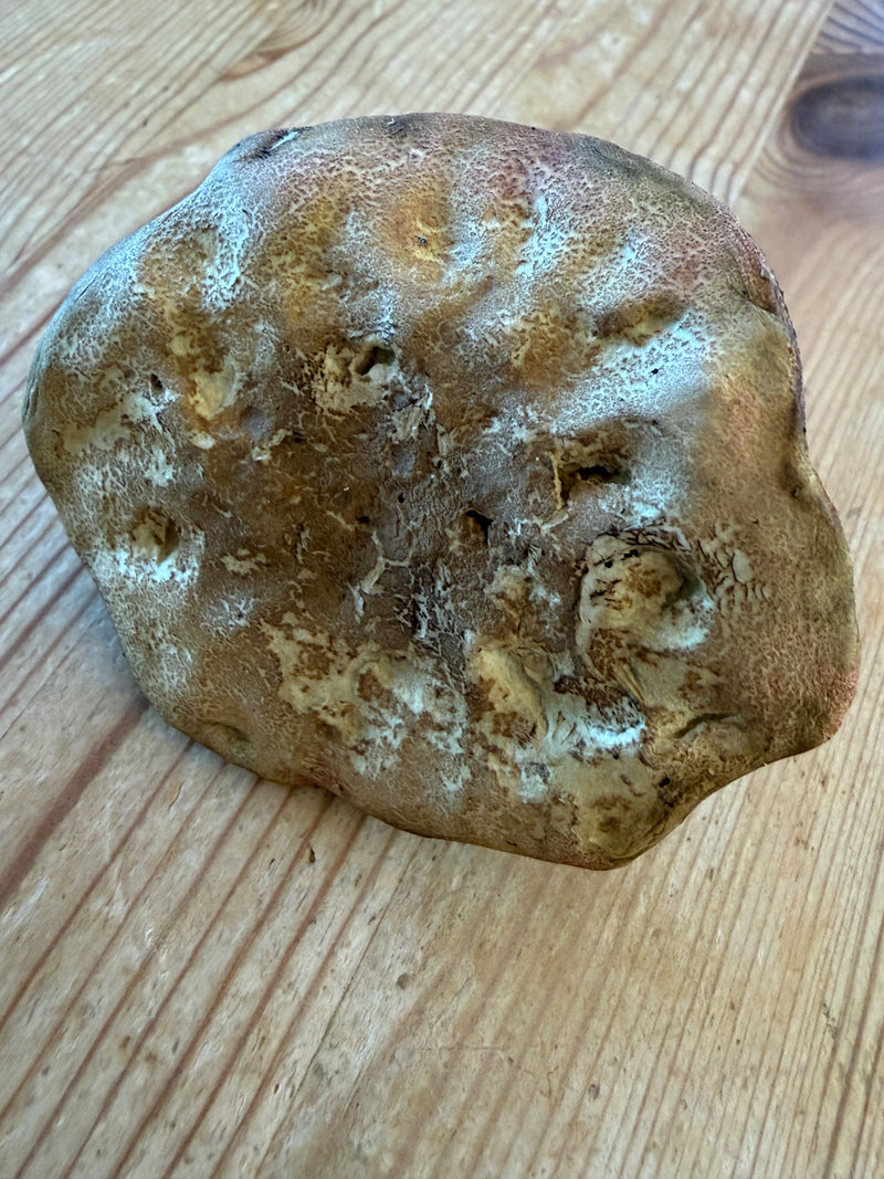 Champignons cèpes — photo 3 sur 21
