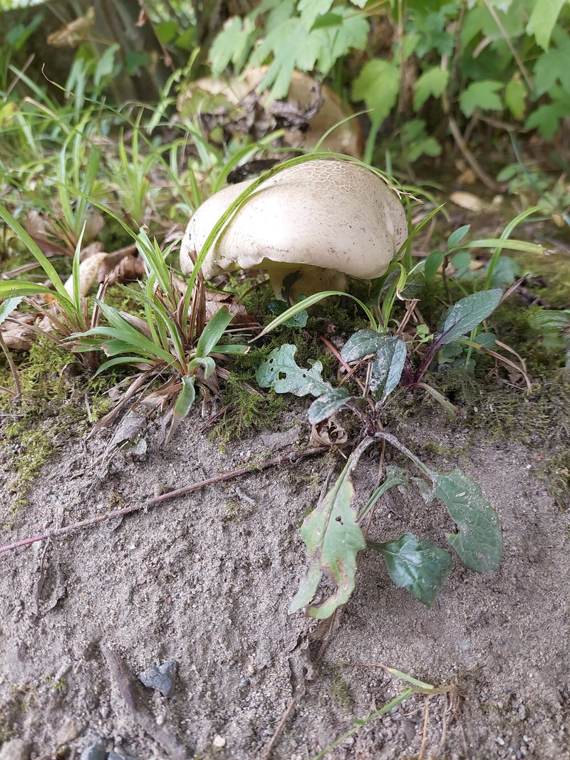 Steinpilz-Art (Boletus sp.) — photo 1 sur 1