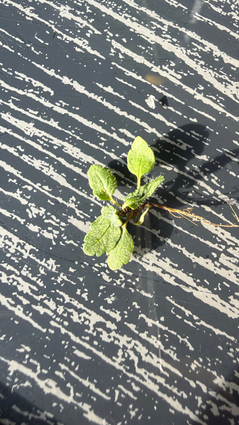 Une jeune pousse de germandrée petit-chêne avec de fines racines repose sur une surface sombre à motifs.