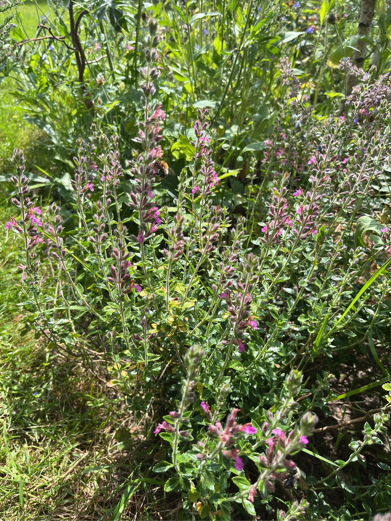 Germandrée des steppes — photo 2 sur 6