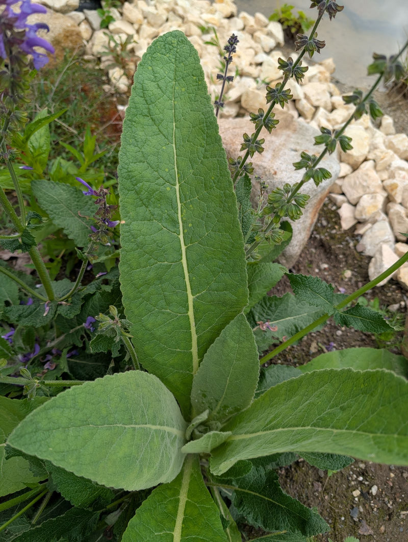 Sauge des steppes — Bild 1
