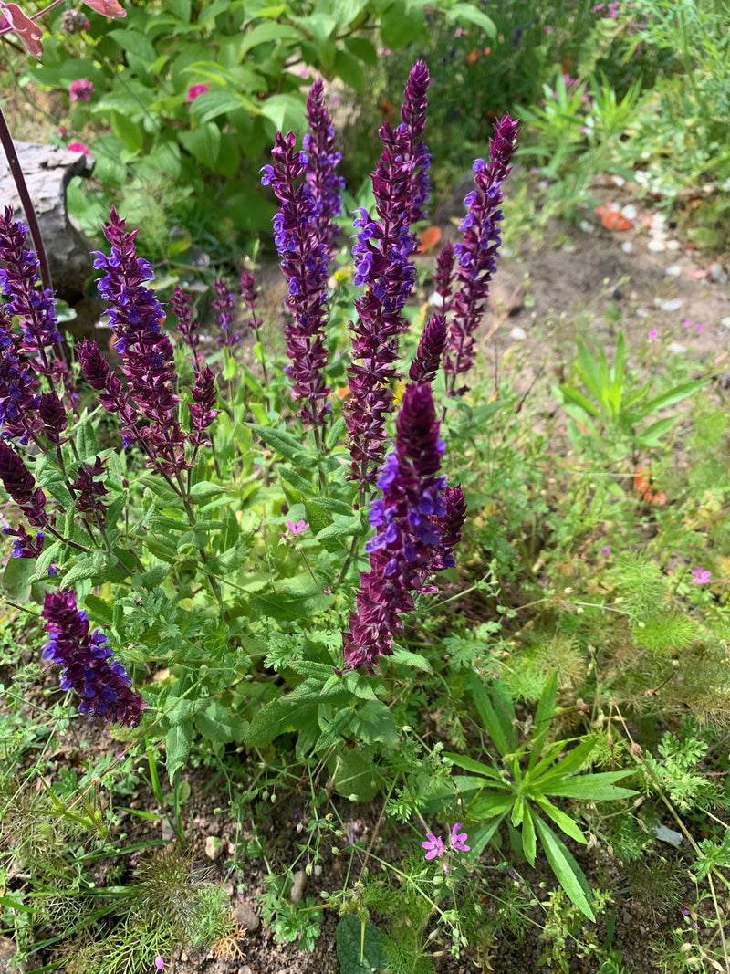 On peut voir une plante de sauge des bois en fleurs avec des épis floraux violet vif. La prise de vue montre la plante par-dessus dans un parterre.