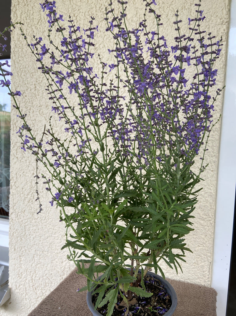 L'image montre une sauge des bois en fleurs dans un pot devant un mur de maison clair. Les nombreuses inflorescences violettes sont dressées.