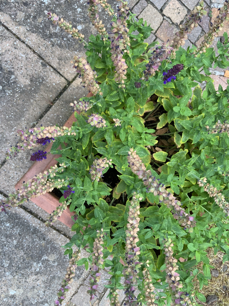 On peut voir une sauge des bois dans un bac à plantes sur un sol en pierre. La plante présente des feuilles vertes et des inflorescences violettes mûres et p...