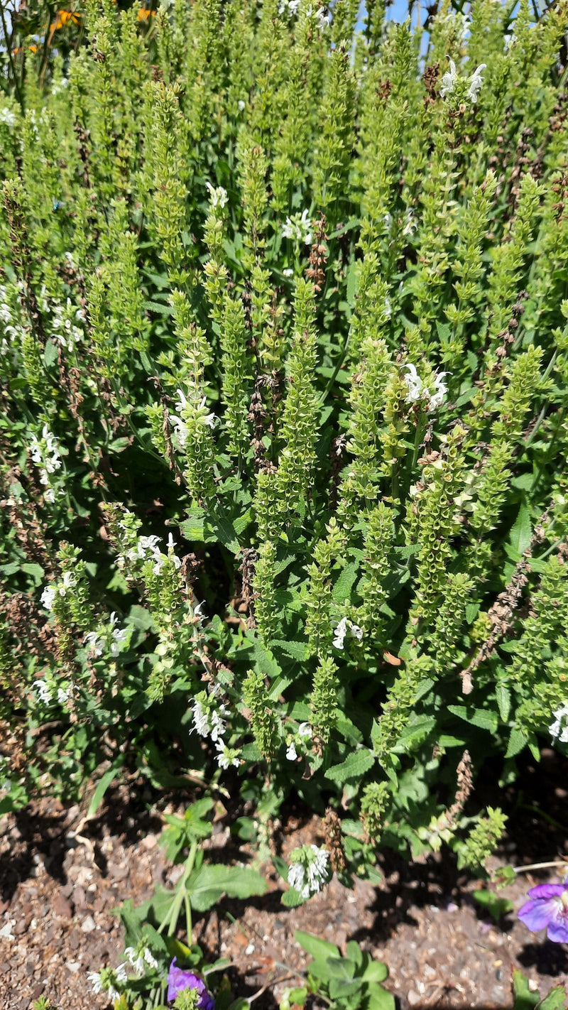 L'image montre un groupe dense de sauge des bois avec de nombreuses inflorescences dressées et des feuilles vertes. Les plantes poussent dans un parterre ouv...