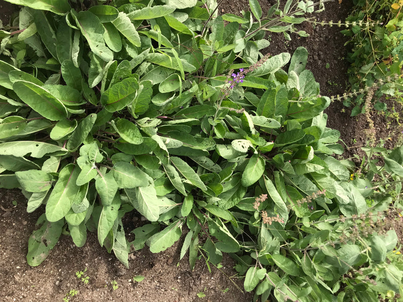 La photo montre une sauge des steppes avec des feuilles vertes et des inflorescences violettes naissantes poussant sur un sol nu. La prise de vue est en plon...