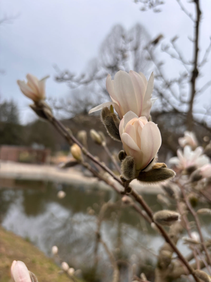 Magnolia étoilé — Bild 1