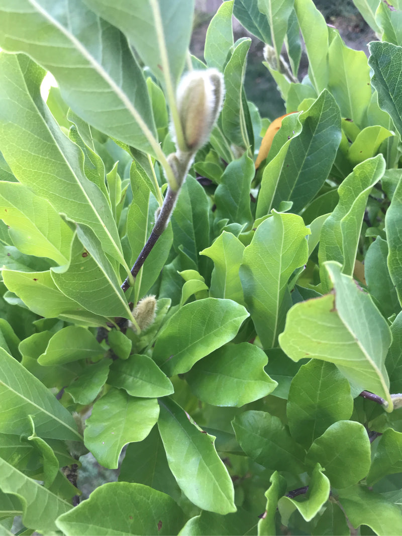 On y voit les feuilles vertes et brillantes ainsi qu'un bourgeon duveteux caractéristique d'un magnolia étoilé. La photo montre une section de la branche en ...