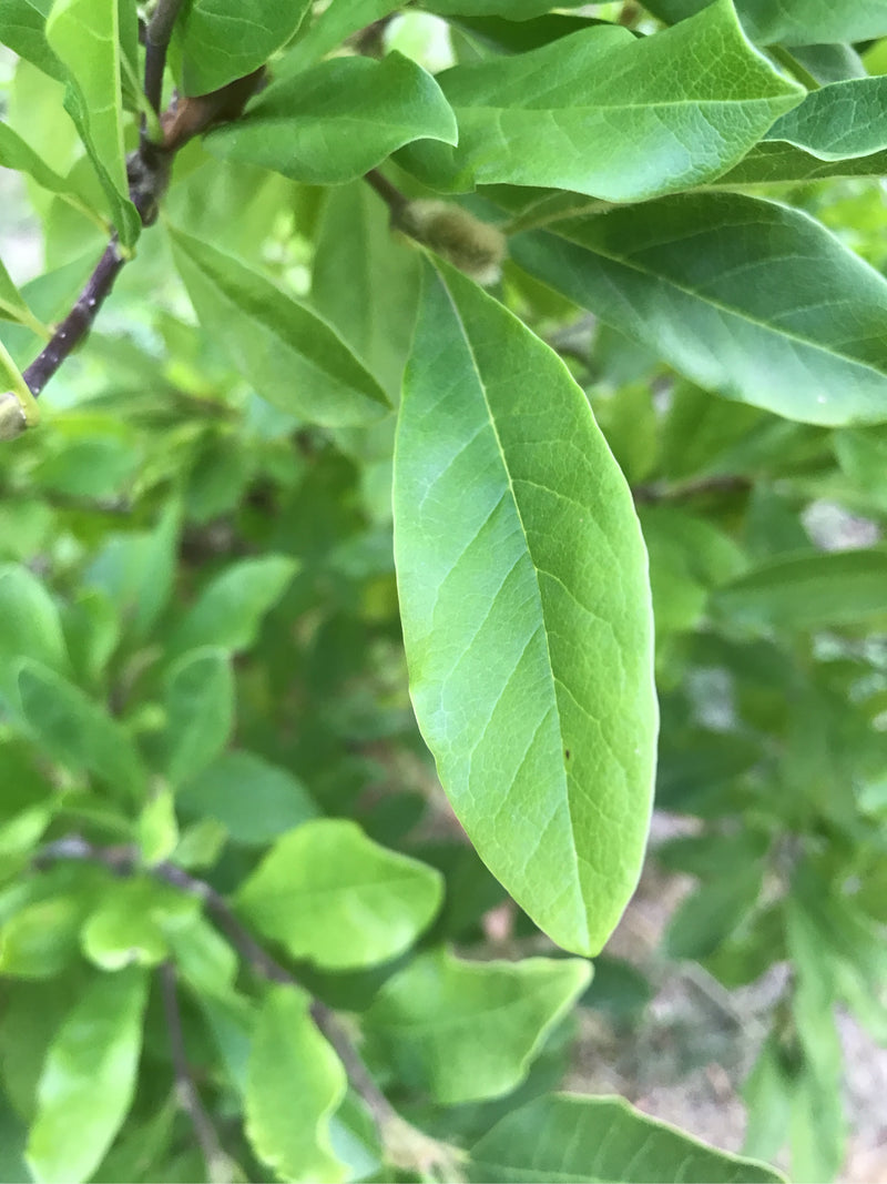 On voit les feuilles vertes et allongées d'un magnolia étoilé sur une branche. La structure de la feuille est clairement visible.