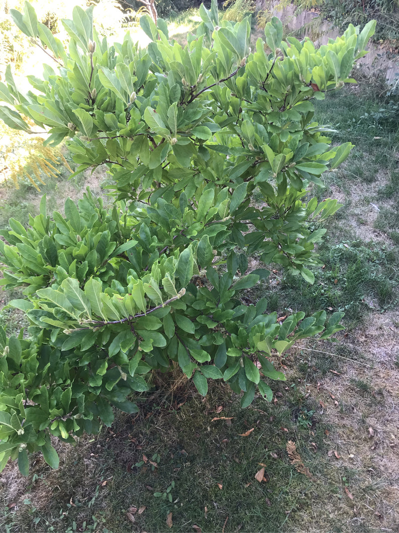 La photo montre un magnolia étoilé buissonnant au feuillage vert dense. Il pousse dans un jardin sur une pelouse.
