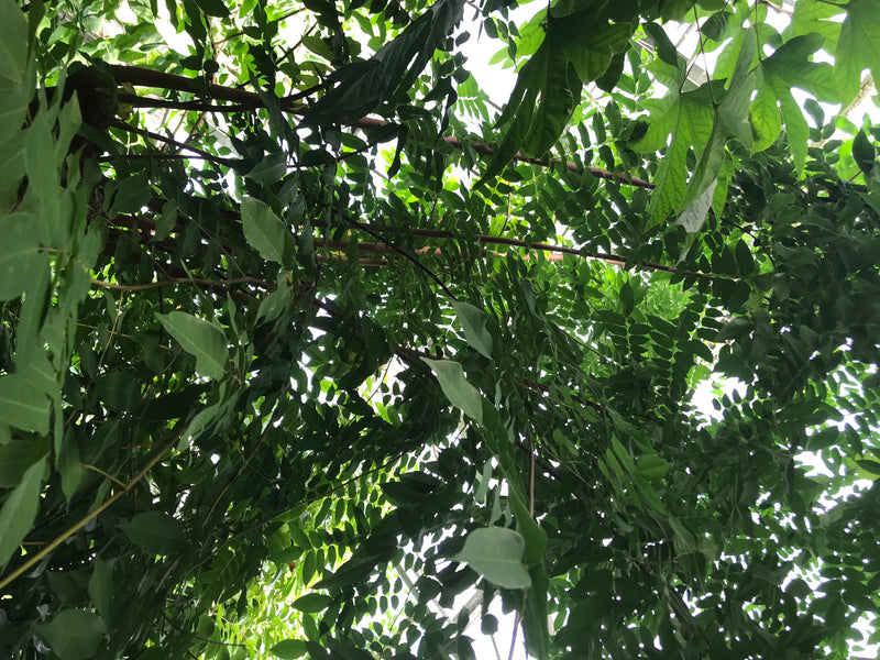 Sternfrucht — photo 2 sur 2