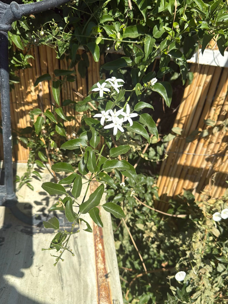 On aperçoit un jasmin étoilé en fleurs avec ses typiques fleurs blanches en forme d'étoile et son feuillage vert. La plante grimpe devant un mur en bambou.