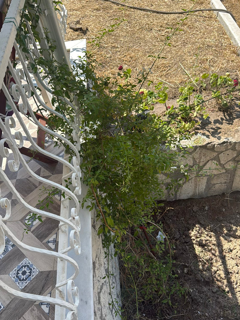 On voit un jasmin étoilé en fleurs qui pousse le long d'une rambarde en métal blanc et d'un mur en pierre.