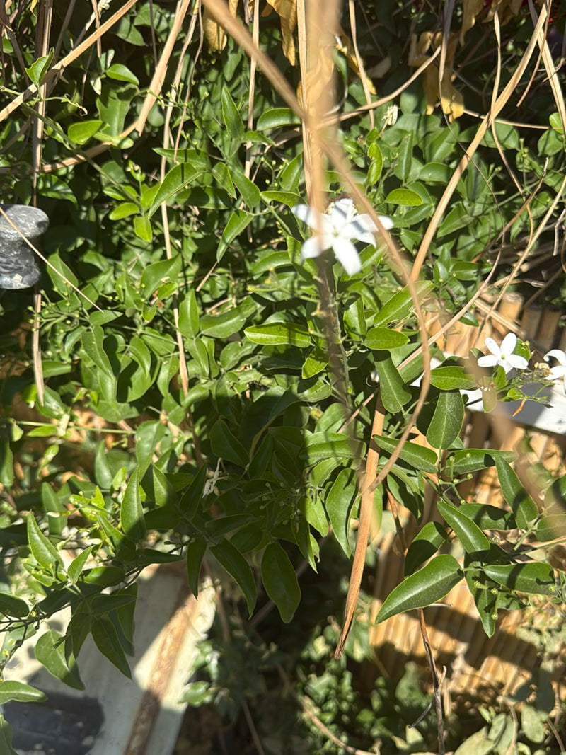 L'image montre les feuilles vertes et les fleurs blanches caractéristiques du jasmin étoilé. La plante pousse dans un environnement naturel.