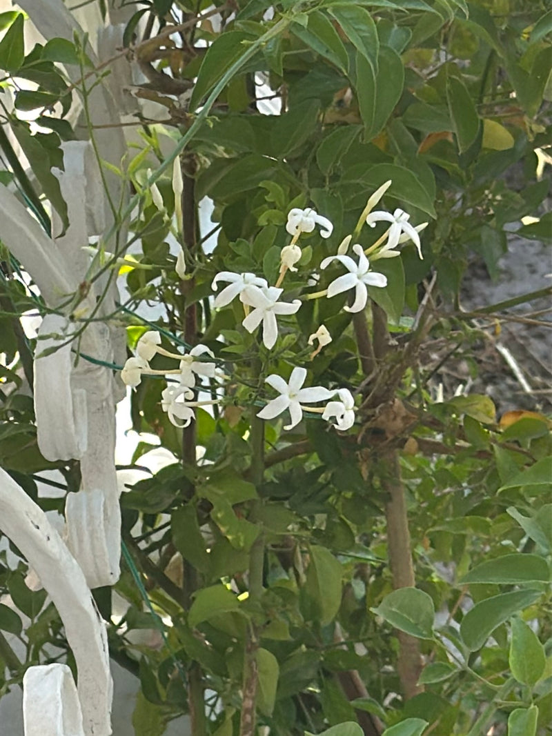 On y voit le faux jasmin avec ses fleurs blanches caractéristiques en forme d'étoile et son feuillage vert. La plante pousse sur une structure extérieure.